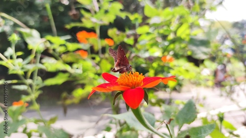 butterfly on flower