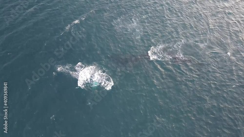 humpback whales playing off the shores of Olowalu in Maui, Hawaii 4 photo