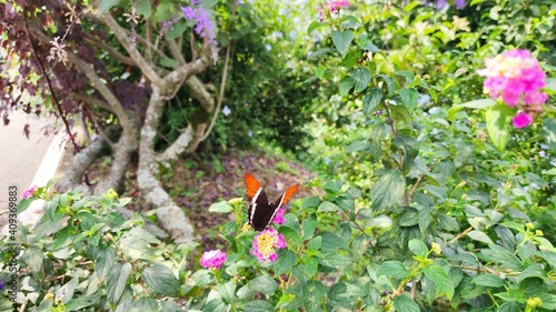 butterfly on the flowers