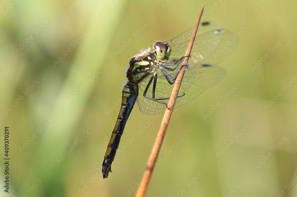 Schwarze Heidelibelle - Black Darter Schwarze Heidelibelle - Black Darter