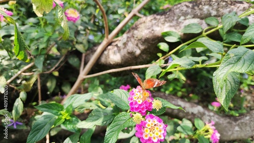 butterfly in the garden