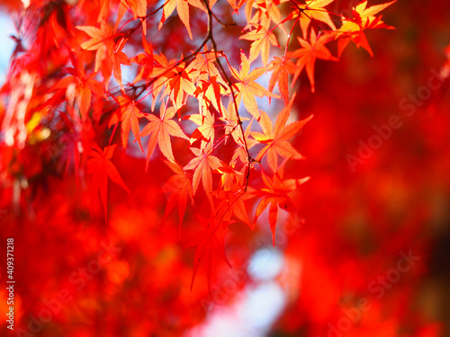 紅葉の風景