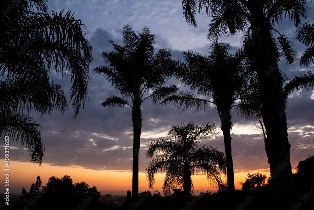 Obraz premium San Luis Obispo Palm Trees, California Coast Trees