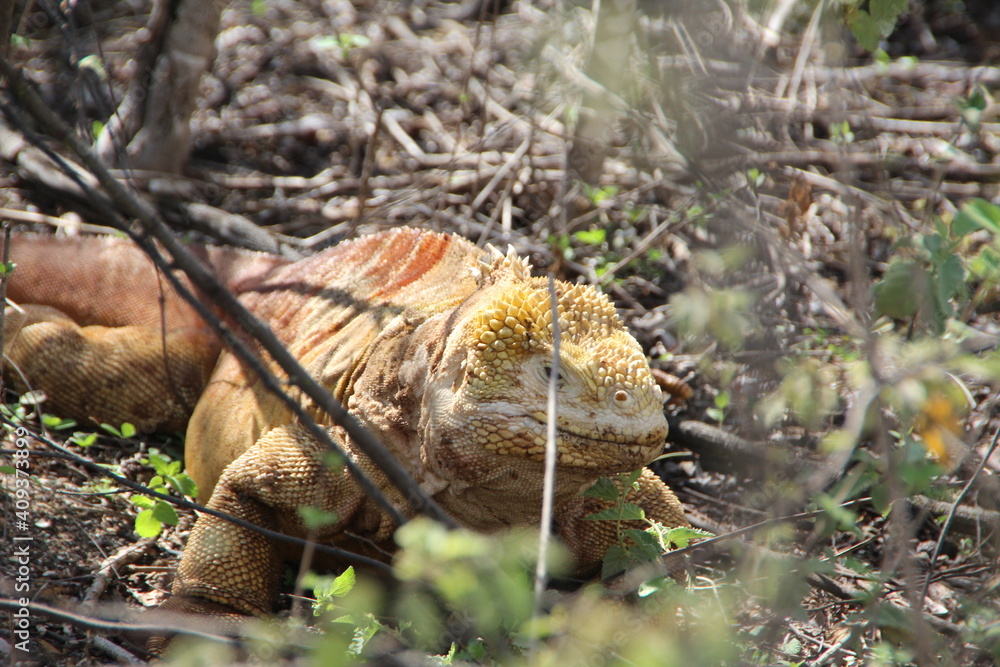 Land Iguana in the Galapagos Islands. Land Iguana in the Galapagos Islands.
