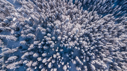 Top down aerial drone view of the snow covered wood after a snowfall. Drone view of the forest in winter. Trees in the snow. Frosty forest. Nature landscape. Italian Alps