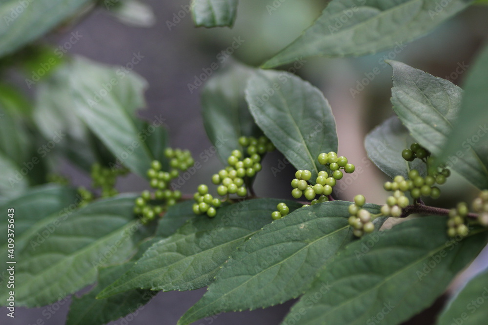 Obraz premium 紫式部