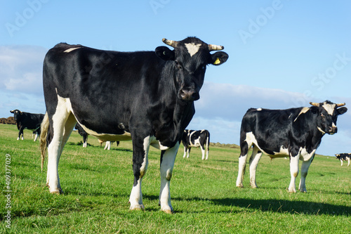 Black and white Friesian cows