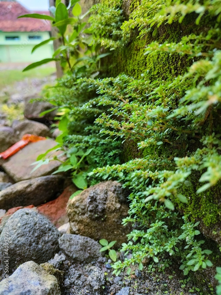Fototapeta premium moss covered rocks