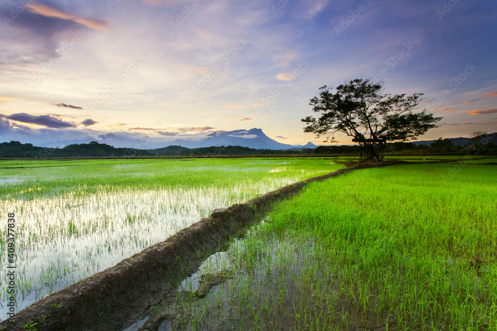 Obraz premium Paddy Field at Jalan Sangkir Kota Belud, Sabah - Malaysia