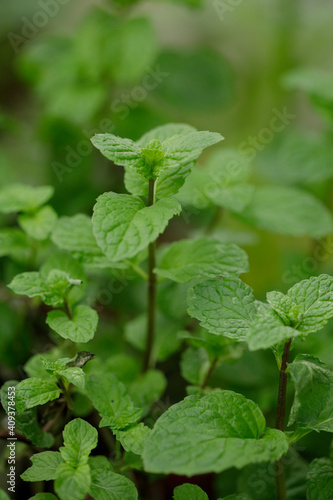 Wallpaper Mural green fresh papermint in naturallight. Torontodigital.ca