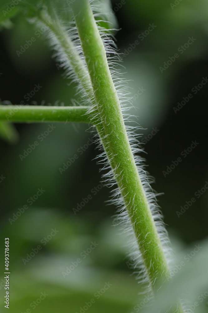 closeup shoot of tomato tree closeup shoot of tomato tree