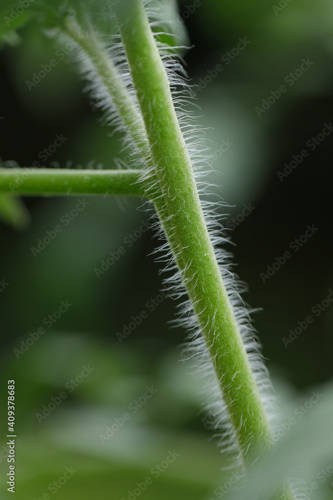 closeup shoot of tomato tree