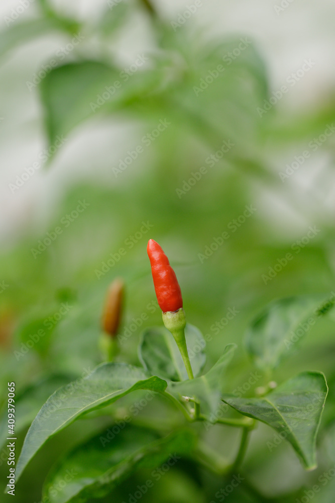 Birds Eye Chili Called Cabai Burung Cili Api And Cili Padi In Malay