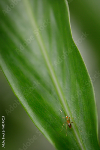 a red ant on a leaf