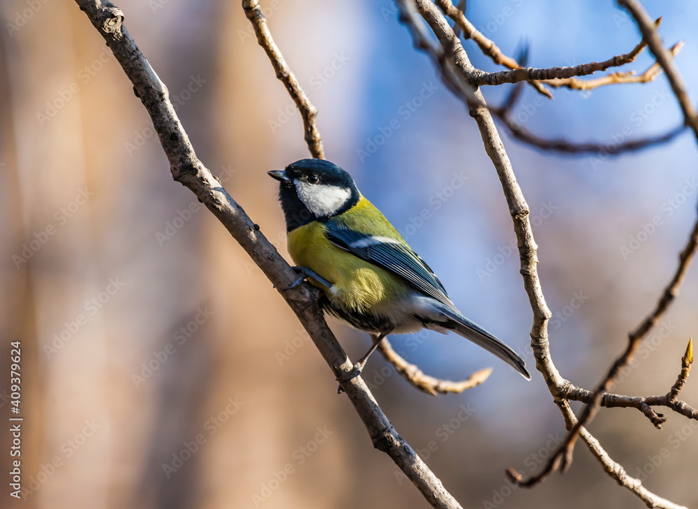 Bird tit closeup on tree branch in autumn city Park Bird tit closeup on tree branch in autumn city Park