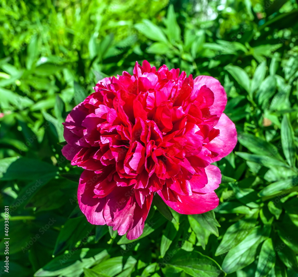 Peony flower red closeup Peony flower red closeup
