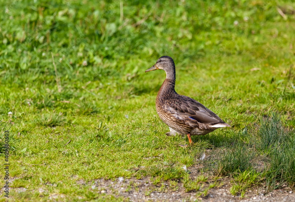 Ducks on the pond in the summer closeup Ducks on the pond in the summer closeup
