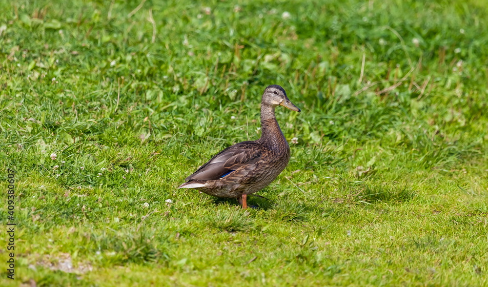 Ducks on the pond in the summer closeup Ducks on the pond in the summer closeup
