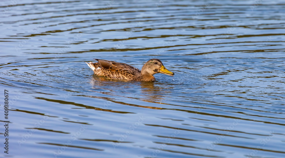 Ducks on the water pond in summer closeup Ducks on the water pond in summer closeup