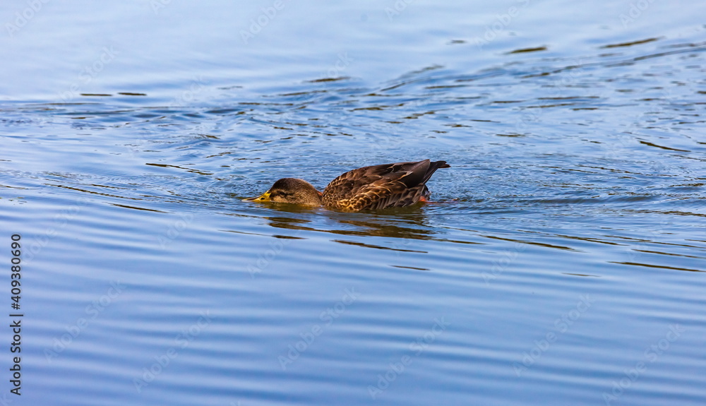 Ducks on the water pond in summer closeup Ducks on the water pond in summer closeup