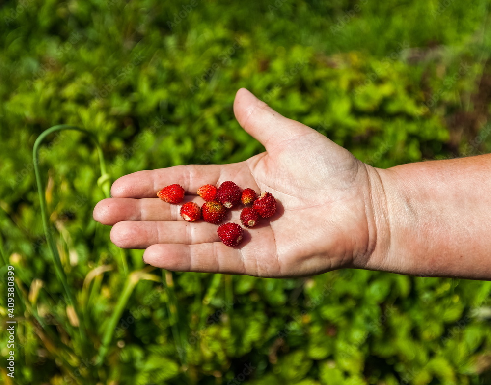 Strawberry berries close up on a person's hand against the background of greenery in summer Strawberry berries close up on a person's hand against the background of greenery in summer