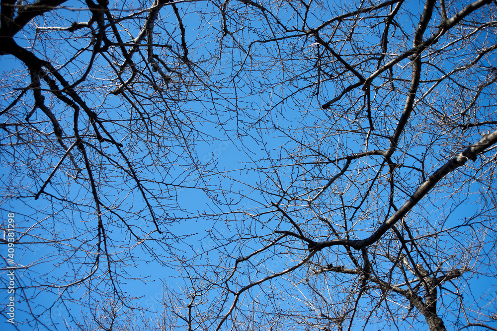 桜の林・上空・背景・冬 桜の林・上空・背景・冬