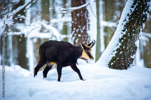 Mountain rare chamois in the snowy forest of the Luzickych Mountains