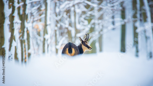 Mountain rare chamois in the snowy forest of the Luzickych Mountains photo