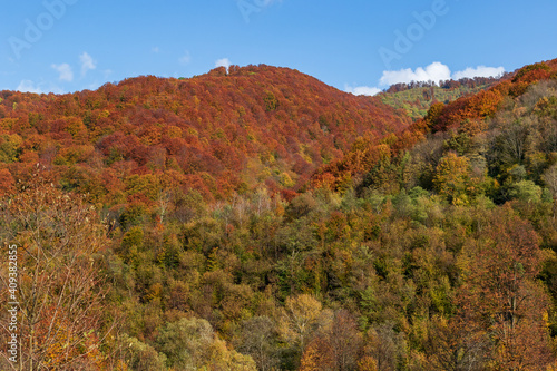 Autumn mountain landscape - yellowed and reddened autumn trees combined with green needles and blue skies. Colorful autumn landscape scene in the Ukrainian Carpathians. © serhii