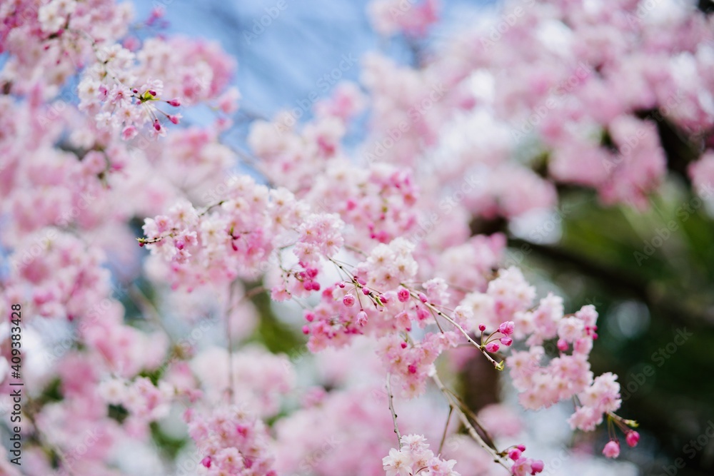 桜 桜