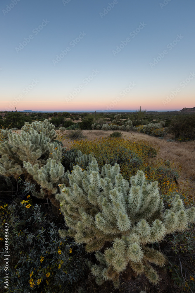 Jumping Cholla during Sunset at Saguaro National Park, Jumping Cholla during Sunset at Saguaro National Park,