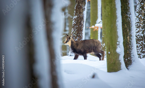 Mountain very rare chamois in the snowy forest of the Luzickych Mountains