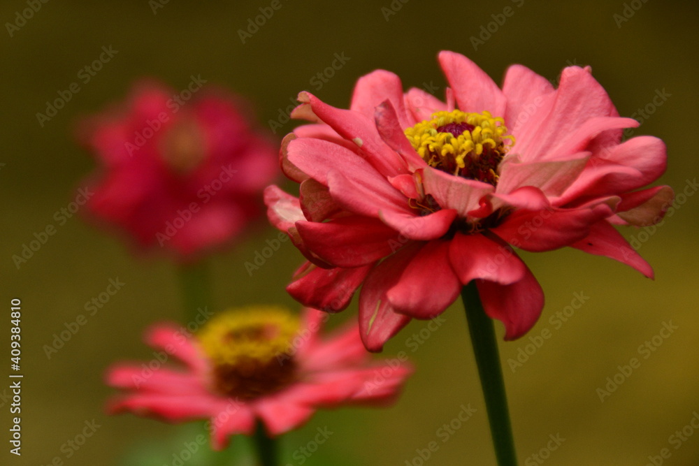 Flower Flower