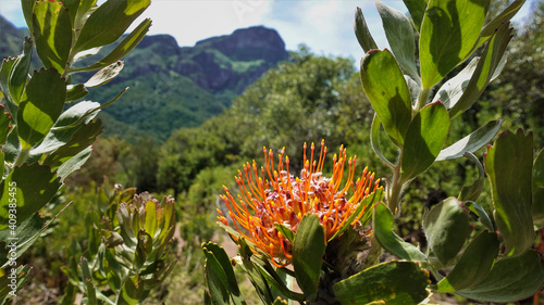 A bright flower of fynbos - leucospermum, against the background of a mountain landscape. Bright orange globular inflorescence with many tubular flowers and long stamens. Green leaves. South Africa
