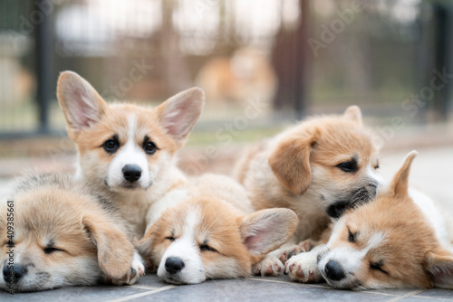 group of corgi puppy dogs lying, relaxing and sleeping in summer sunny day © tatomm