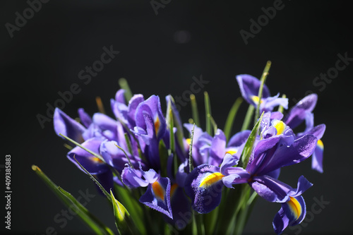 Fototapeta Naklejka Na Ścianę i Meble -  Bouquet of fresh flowers. Holiday gift to your loved one. Background St. Valentine's Day. Rose, tulip, iris flower arrangement.