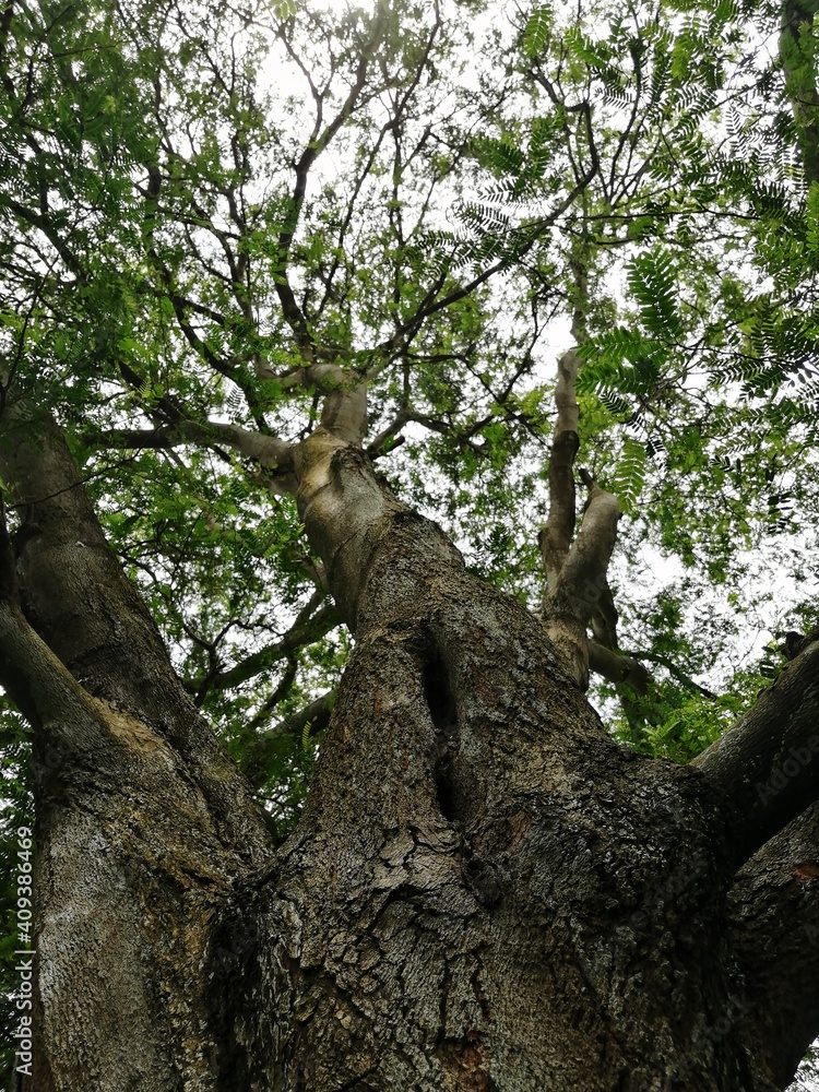 Fototapeta premium Trees 