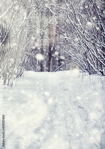 Winter forest landscape. Tall trees under snow cover. January frosty day in the park.