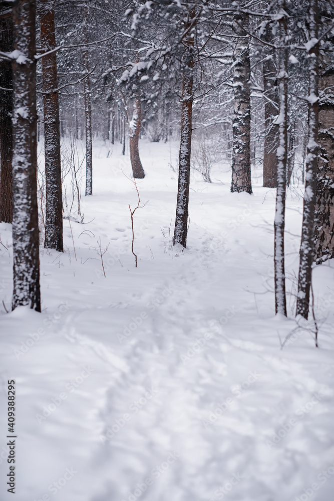 Winter forest. Landscape of the park in winter. Snow-covered trees at the edge. Winter forest. Landscape of the park in winter. Snow-covered trees at the edge.