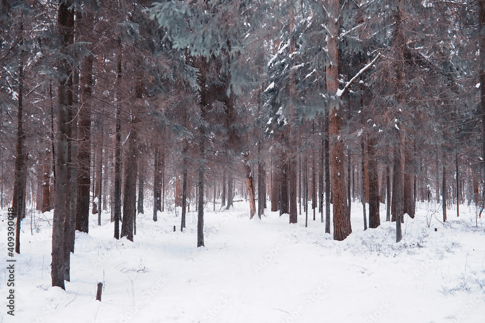 Fototapeta premium Winter forest landscape. Tall trees under snow cover. January frosty day in the park.