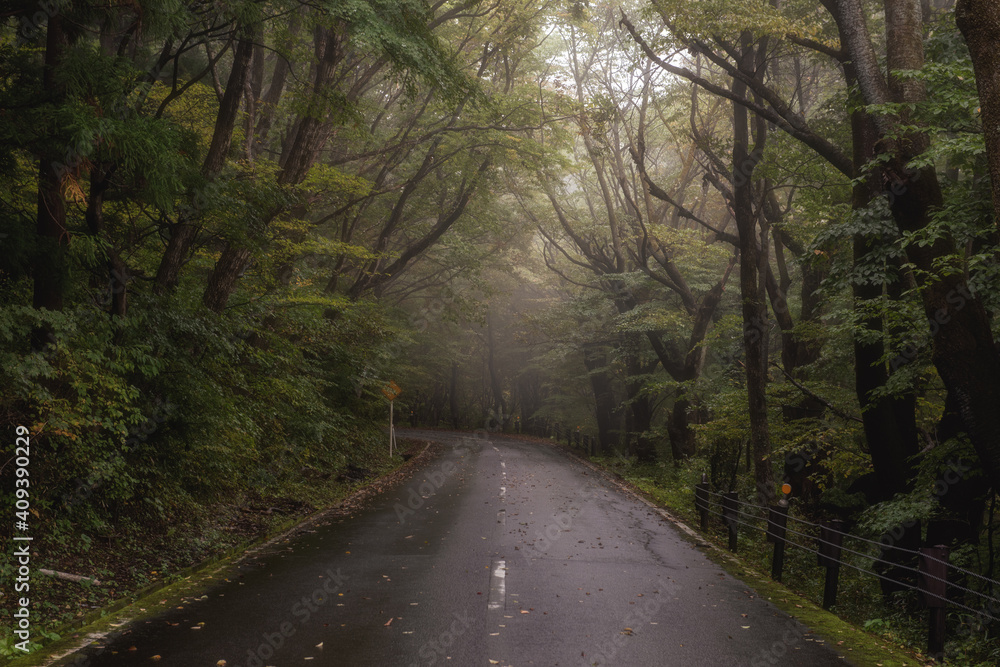 Fototapeta premium 霧に包まれる山道