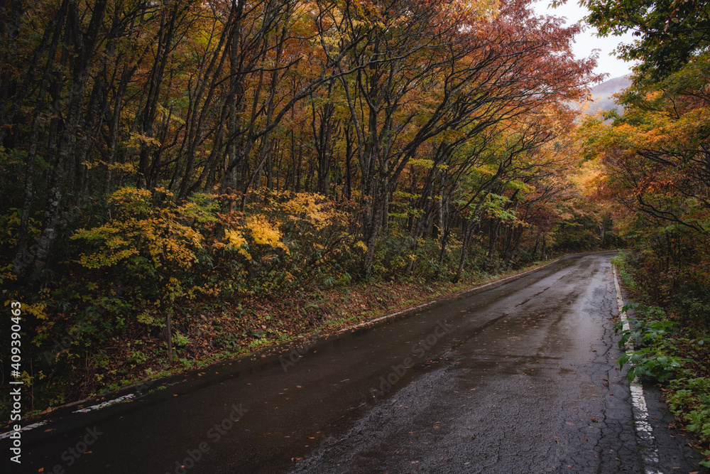 紅葉の山道 紅葉の山道