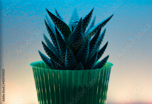 cactus in a pot