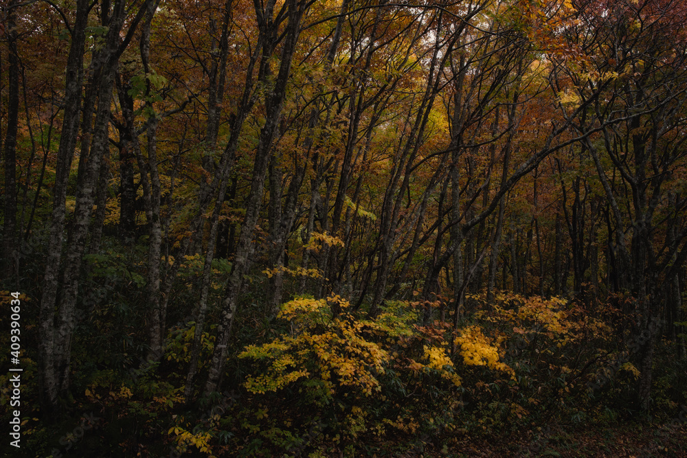 紅葉の山道 紅葉の山道
