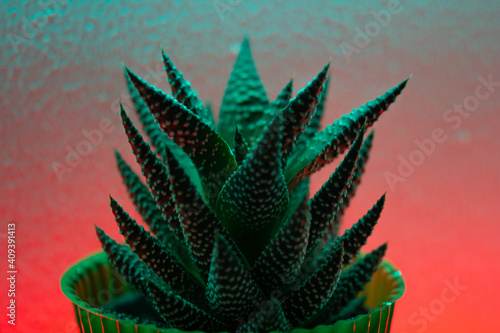 cactus in front of a rainbow wall