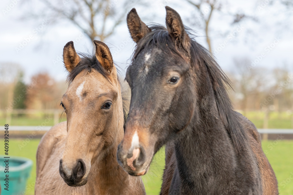 Two One year old horses in the pasture. A black and a brown, yellow foal. They stand side by side as friends. Selective focus Two One year old horses in the pasture. A black and a brown, yellow foal. They stand side by side as friends. Selective focus