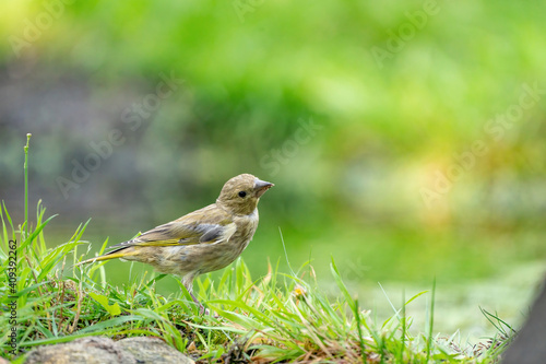 Close-up of a finch running in the grass. A pool of water in the green grass. Detailed in the bird
