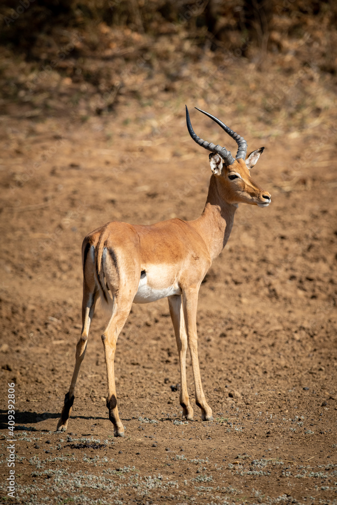 Male common impala stands on bare earth Male common impala stands on bare earth