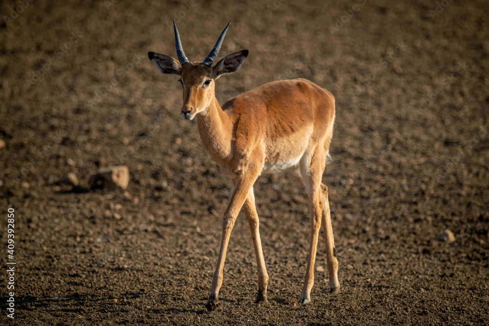 Male common impala walks over bare earth Male common impala walks over bare earth