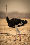 Male common ostrich crosses rocks eyeing camera